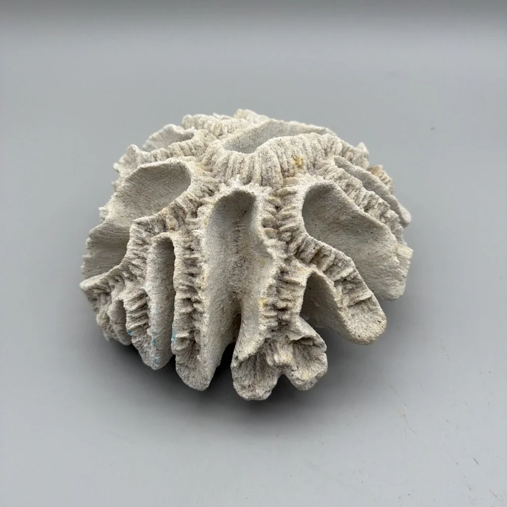Brain Coral Decor Faux White 9